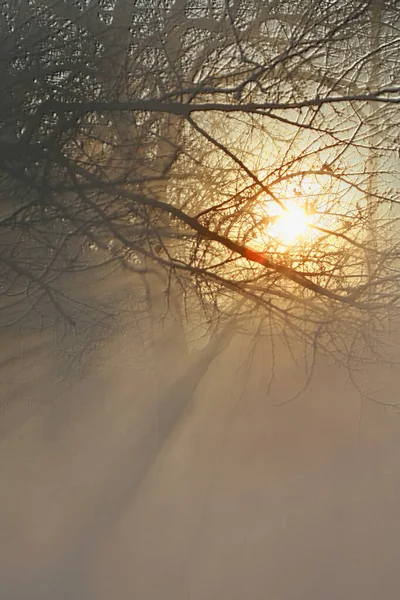 Ветви осеннего солнца — стоковое фото