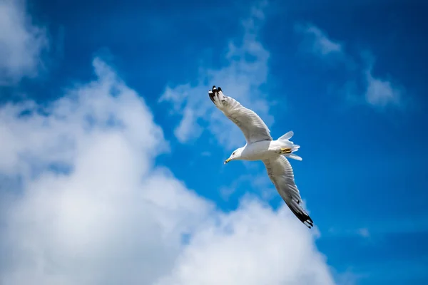 Mouette volant avec un ciel bleu et des nuages blancs — Photo