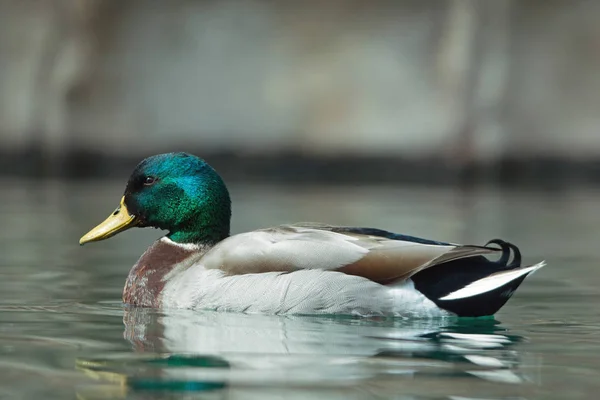 Divoká kachna, plavání ve vodě — Stock fotografie