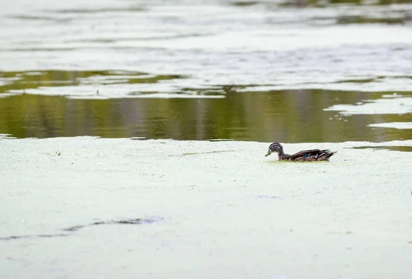 单鸭在池塘里游泳 — 图库照片