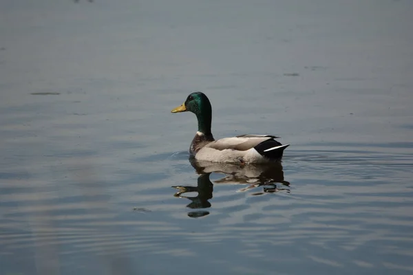 Lone mallard nadando lejos de ti — Foto de Stock