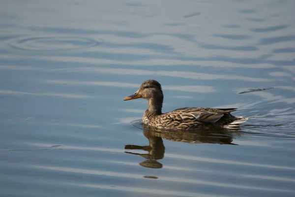 Lone mallard nadando lejos de ti —  Fotos de Stock