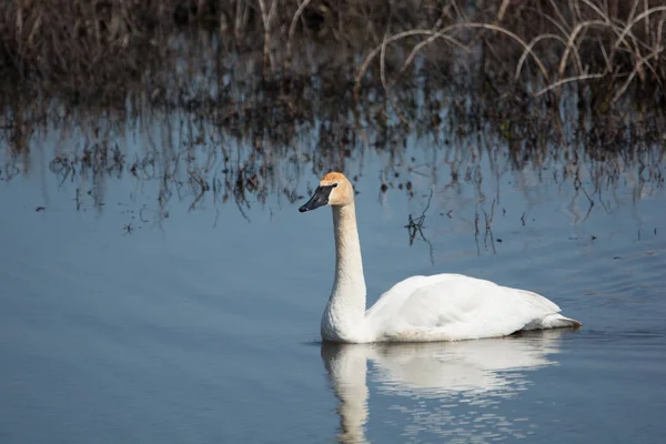 Swan σαλπιγκτής κολύμπι μόνος — Φωτογραφία Αρχείου