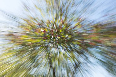 Ağacının çiçekleri kırmızı, yeşil ve mavi ile soyut yakınlaştırma