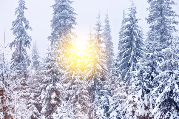 Vinter-skogen vid solig dag bakgrund — Stockfoto