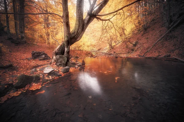 Small creek at autumn colors forest — Φωτογραφία Αρχείου