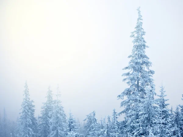 冬天冷杉树的抽象背景 — 图库照片