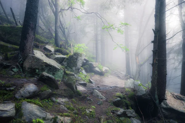 Sentiero roccioso attraverso la vecchia foresta nebbiosa — Foto Stock