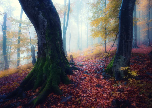 Dimmiga och regniga morgon i höst skog — Stockfoto