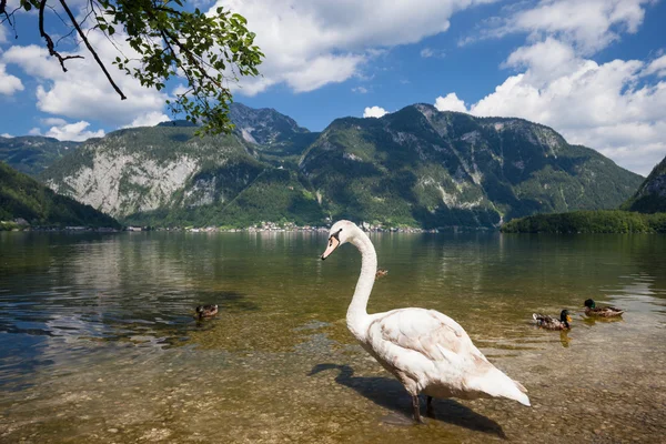 Cisnes en el lago alpino —  Fotos de Stock