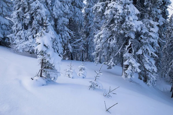 Foresta ricoperta di neve — Foto Stock