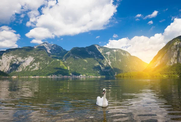 Łabędzie jezioro alpejskie — Zdjęcie stockowe