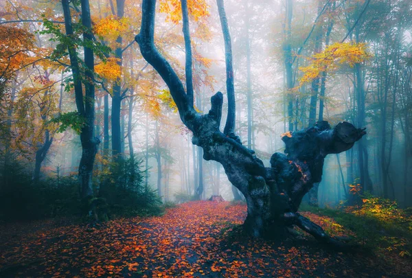 Foto vintage de manhã enevoada na floresta de outono — Fotografia de Stock