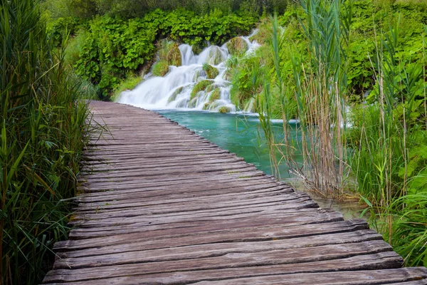 River cascades and waterfall in beautiful summer green forest — Stock Photo, Image