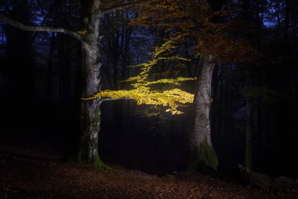 Autumn forest painted with light — Stock Photo, Image