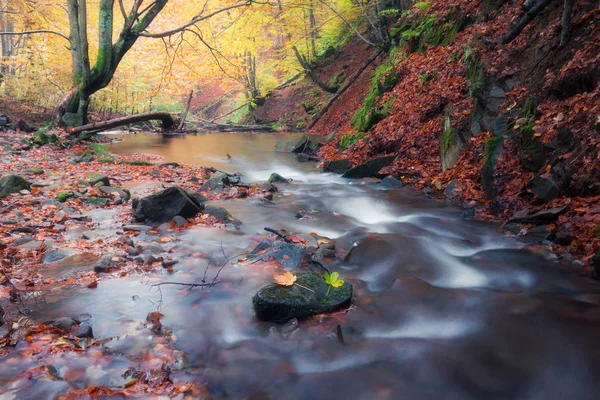 Petit ruisseau aux couleurs automnales forêt — Photo