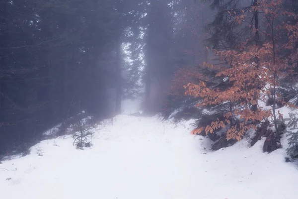 Dimmig vinterskog — Stockfoto