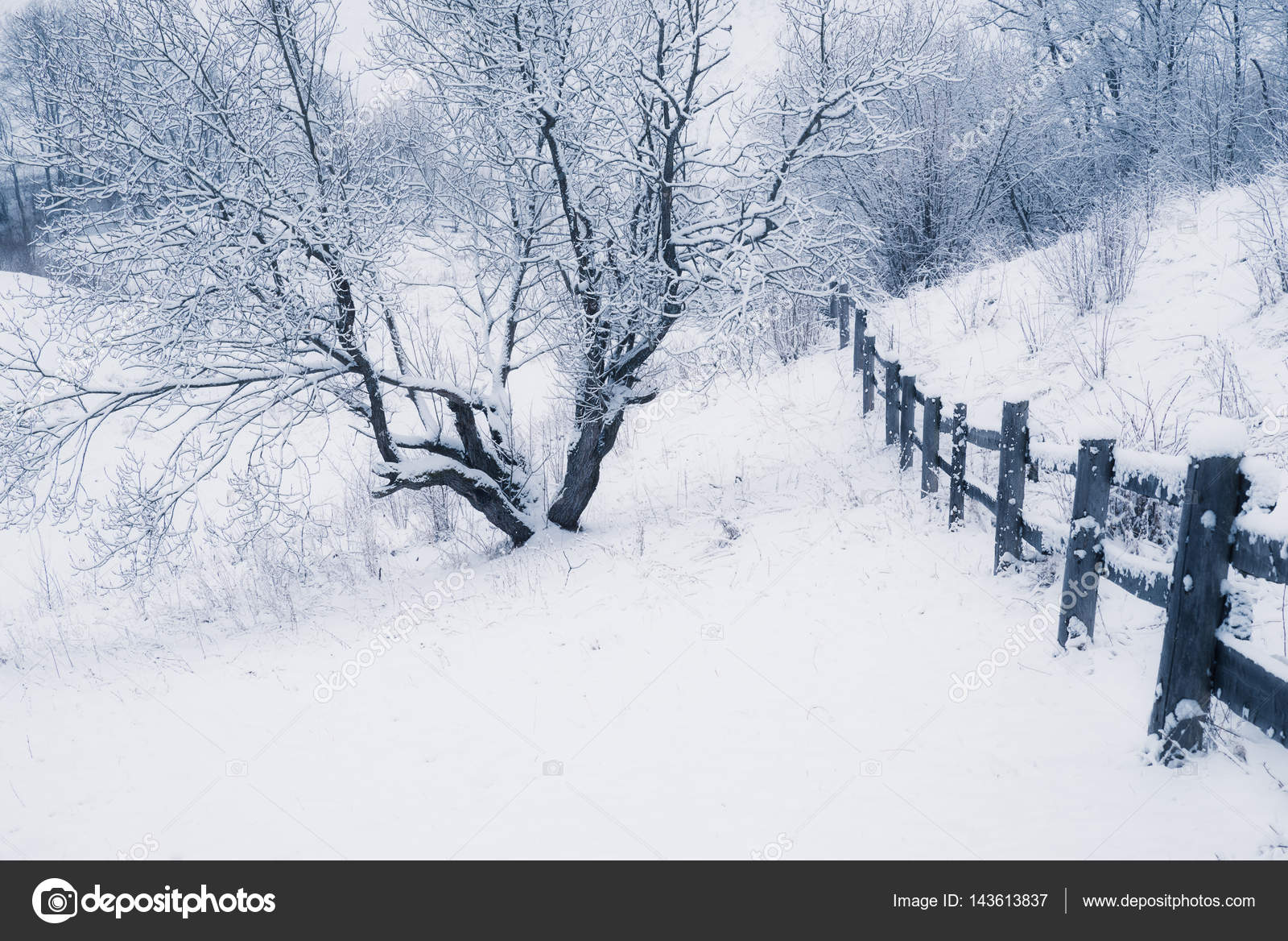 Snowy Weather Winter Garden Stock Photo C Khoroshkov 143613837
