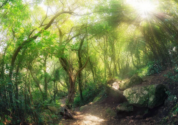 神奇的绿色森林 — 图库照片
