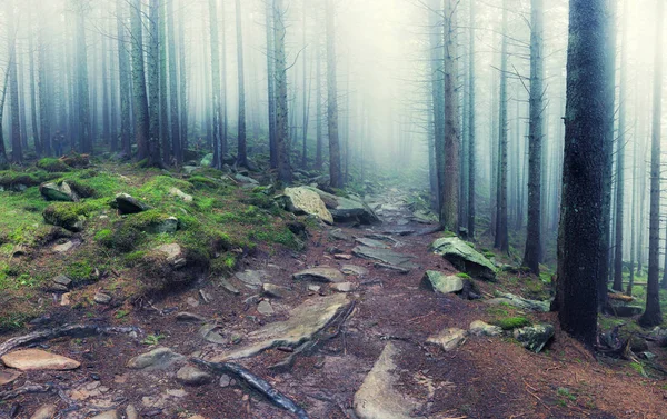 Panorama of rocky path through old foggy forest — Stock Photo, Image