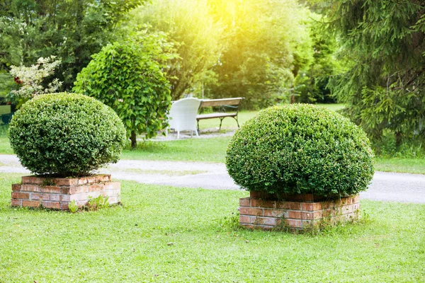 Jardín verde de verano — Foto de Stock