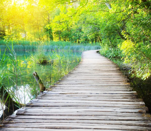 Wooden path across river in sunny green forest — Stock Photo, Image