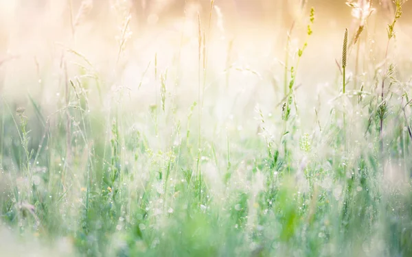 Sommar äng bakgrund — Stockfoto