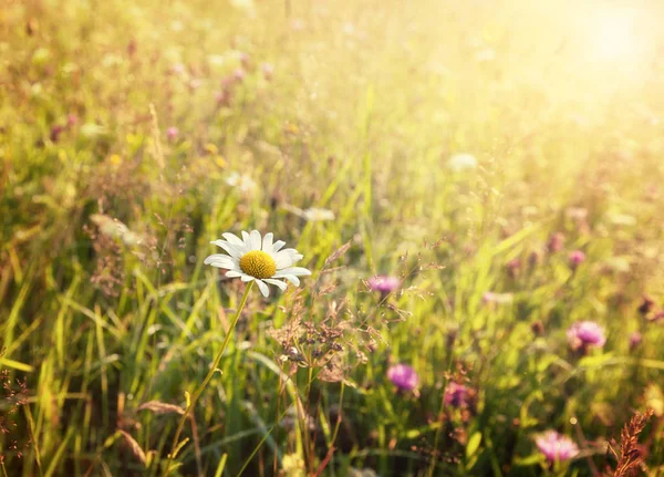 Summer sunny meadow and white dandelion — Stock Photo, Image