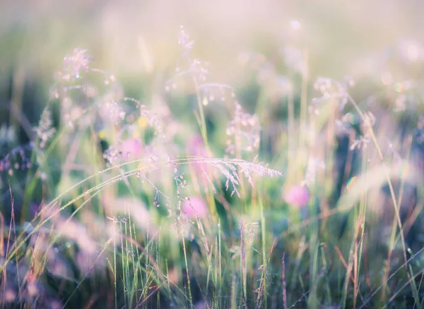 Abstract image of meadow — Stock Photo, Image