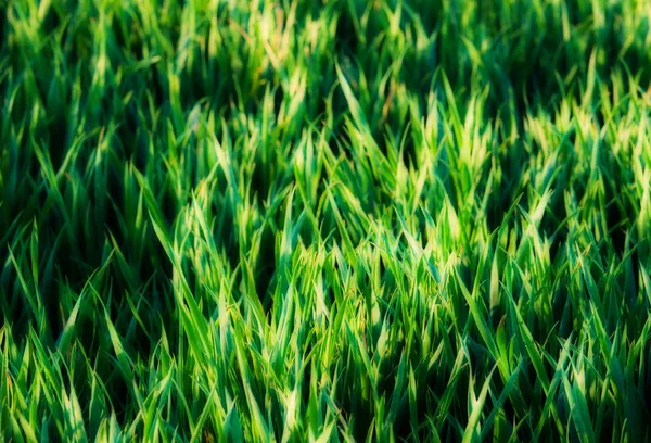 Green grass background — Stock Photo, Image