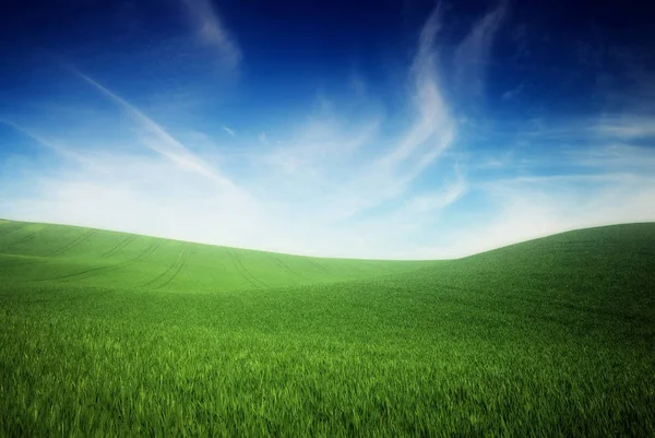 Grama verde e céu azul fundo — Fotografia de Stock