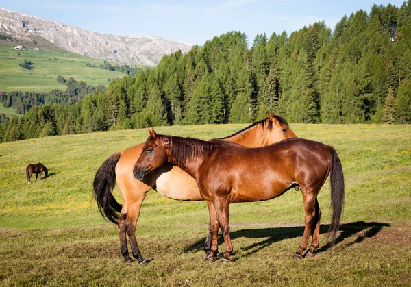 Cai pe pajiște muntoasă înaltă — Fotografie, imagine de stoc