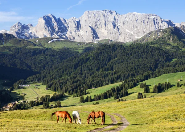 Cavalos no prado de altas montanhas — Fotografia de Stock