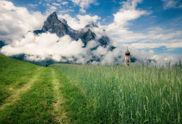 Pradera alpina de verano — Foto de Stock