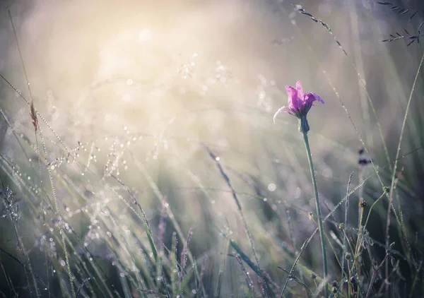 Summer grass meadow — Stock Photo, Image