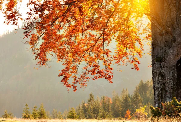 Fall colors tree at sunny day — Stock Photo, Image