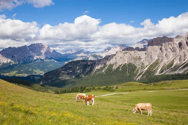 Vaca na montanha alpina pastagem — Fotografia de Stock