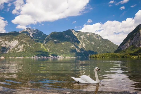Zwaan in het alpine lake — Stockfoto