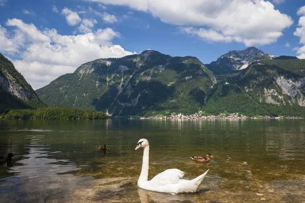 Labutě na alpském jezeře — Stock fotografie