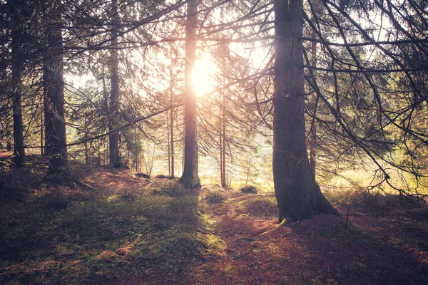 Vintage stil foto av skog på solig morgon — Stockfoto