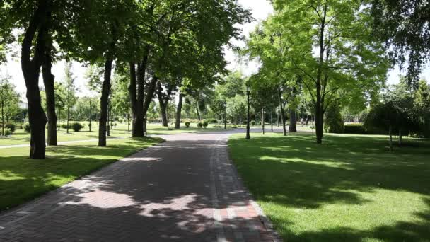 Drzewa w parku miejskim zielony — Wideo stockowe
