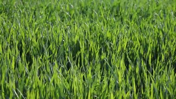 Verde hierba naturaleza fondo — Vídeo de stock