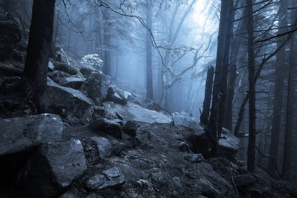 Sentiero roccioso attraverso la vecchia foresta nebbiosa di notte — Foto Stock