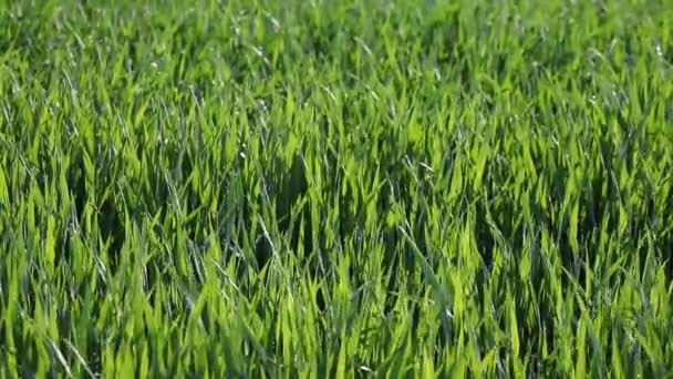 Green grass background — Stock Video