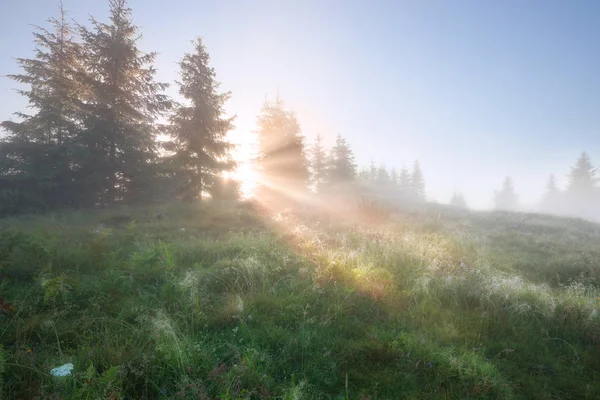 Foggy forest morning — Stock Photo, Image