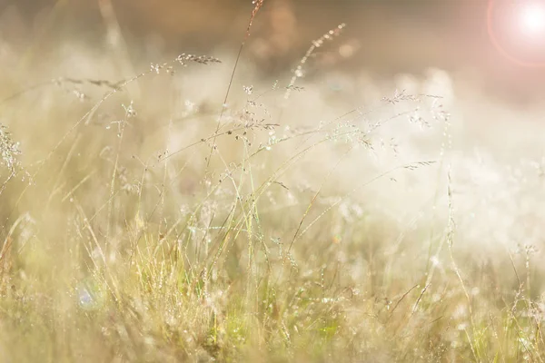 明るい日光の下で牧草地 — ストック写真