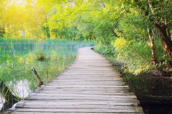 Wooden path across river in sunny green forest — Stock Photo, Image