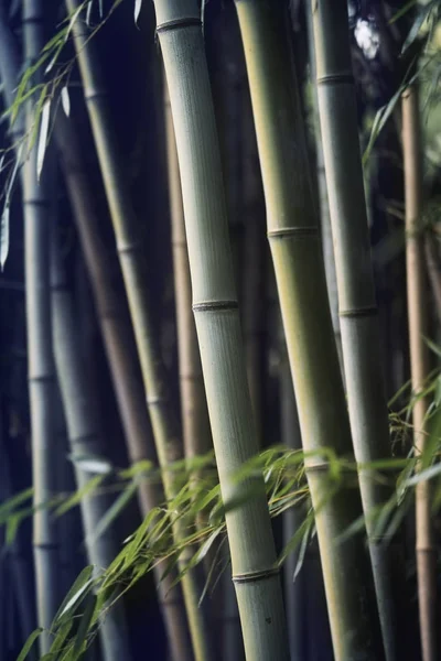Asijské bambus zelený Les — Stock fotografie