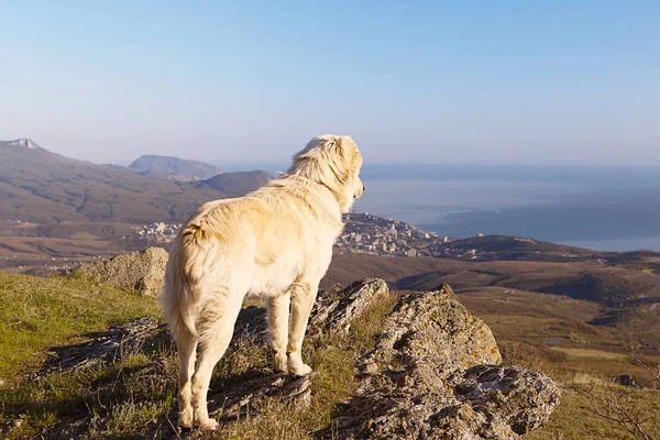 Grote herder staande op de rotsachtige berg heuvel — Stockfoto