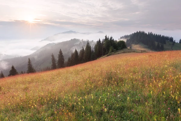 Dağ tepeleri ve yaz güneşli gün deki meadows — Stok fotoğraf